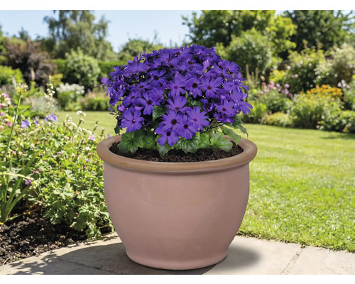 Modrá kvetina v terakotovej nádobe v záhrade.