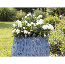 Kvetináč s bielymi karafiátmi v záhrade