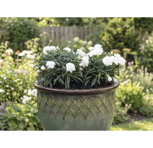 Biele klinčeky v kvetináči v záhrade