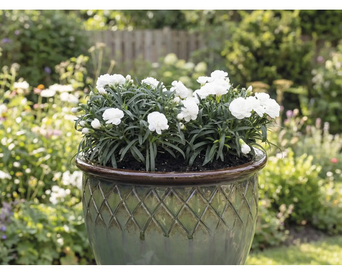 Biele klinčeky v kvetináči v záhrade