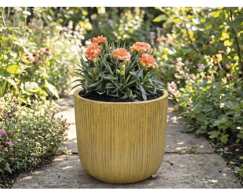 Klinčeky v ryhovanom kvetináči v záhrade