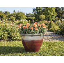 Kvetináč s klinčekmi na trávniku v záhrade.