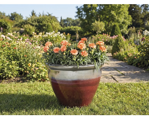 Kvetináč s klinčekmi na trávniku v záhrade.