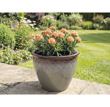 Karafáty v kvetináči na záhradných dlaždiciach