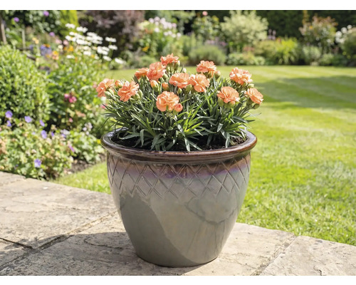 Karafáty v kvetináči na záhradných dlaždiciach