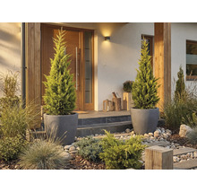 Vstupný priestor domu s dvoma cyprusmi v kvetináčoch