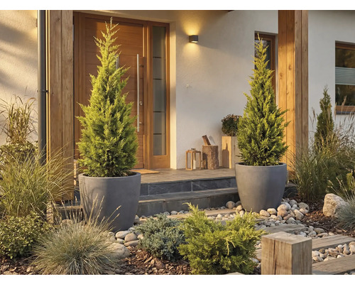 Vstupný priestor domu s dvoma cyprusmi v kvetináčoch