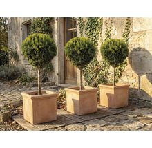 Tri okrúhle cyprisy v štvorcových kvetináčoch v záhrade.