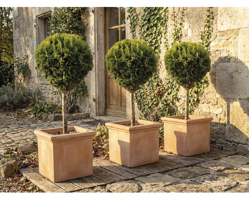 Tri okrúhle cyprisy v štvorcových kvetináčoch v záhrade.