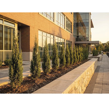 Vonkajší pohľad na budovu s cyprusmi pozdĺž chodníka