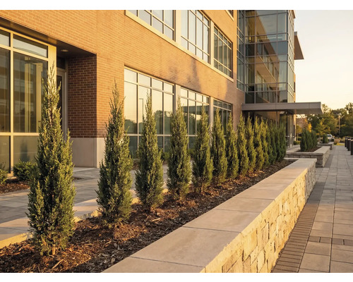 Vonkajší pohľad na budovu s cyprusmi pozdĺž chodníka