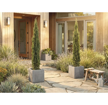 Dekoratívny vstupný priestor s dvoma štíhlymi cyprišmi v hranatých kvetináčoch