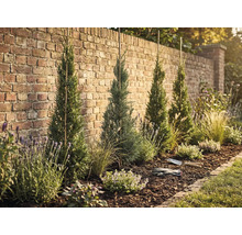 Upravená záhradná plocha s cyprušteky, levanduľou a mulčom