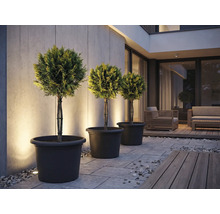 Tri tvarované stromy v kvetináčoch na terase