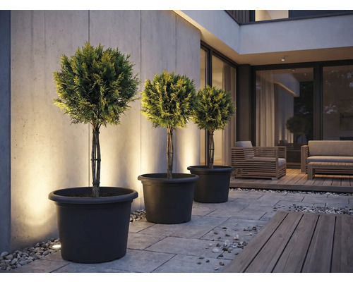 Tri tvarované stromy v kvetináčoch na terase