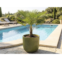 Konopná palma v kvetináči vonku