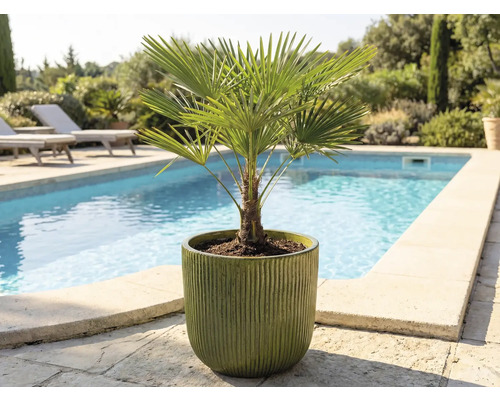 Konopná palma v kvetináči vonku