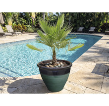 Zakrslá palma v kvetináči pri okraji bazéna