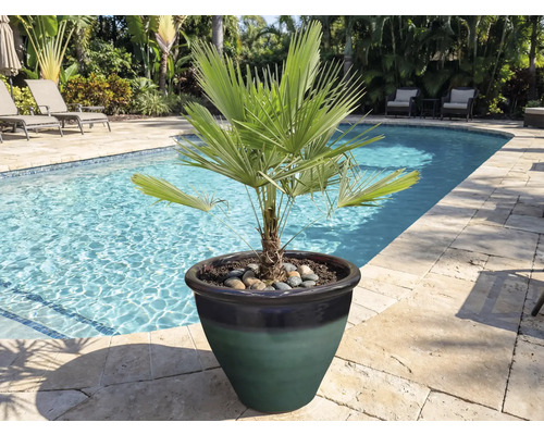 Zakrslá palma v kvetináči pri okraji bazéna