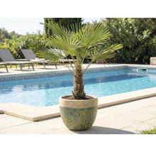 Trpasličia palma v kvetináči vedľa bazéna a ležadlá