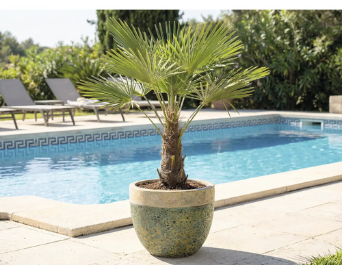 Trpasličia palma v kvetináči vedľa bazéna a ležadlá