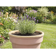 Levanduľa v kvetináči v záhrade