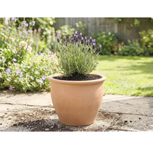 Levanduľa v terakotovom kvetináči v záhrade.