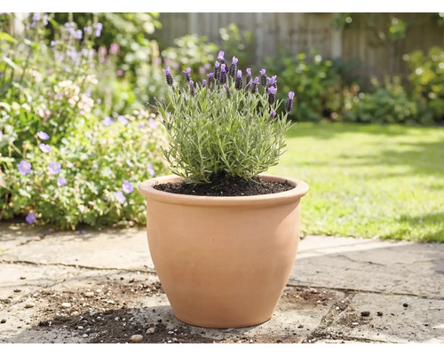 Levanduľa v terakotovom kvetináči v záhrade.