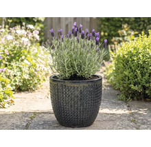 Levanduľa v štruktúrovanom kvetináči v záhrade