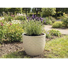 Levanduľa v kvetináči v záhrade.