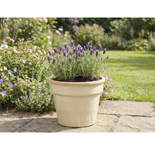 Levanduľa v kvetináči v záhrade