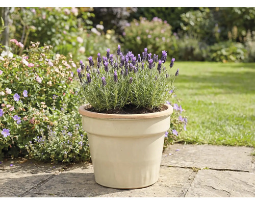 Levanduľa v kvetináči v záhrade