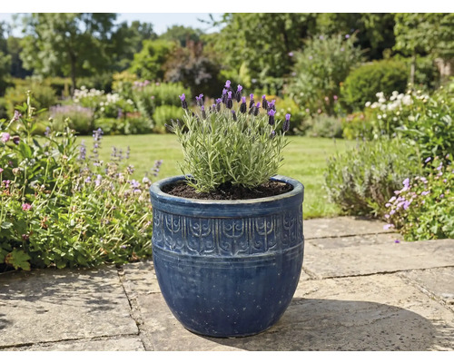 Levanduľa v ozdobnom kvetináči v záhrade