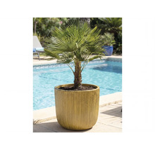 Konopná palma v kvetináči vedľa bazéna