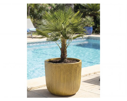 Konopná palma v kvetináči vedľa bazéna