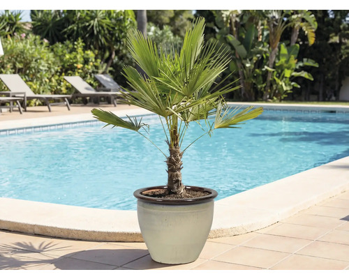 Konopná palma v kvetináči pri bazéne