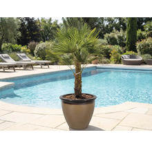 Žumara ztepilá v kvetináči vedľa bazéna