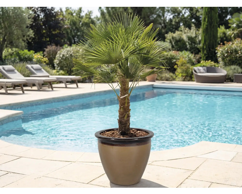 Žumara ztepilá v kvetináči vedľa bazéna