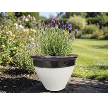 Levanduľa v keramickom kvetináči v záhrade.