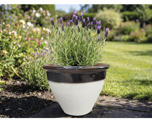 Levanduľa v keramickom kvetináči v záhrade.