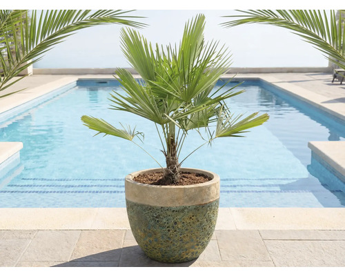 Čínska žumara v kvetináči pred bazénom