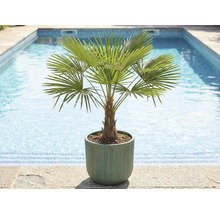 Žumara ztepilá v kvetináči pri bazéne