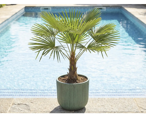 Žumara ztepilá v kvetináči pri bazéne