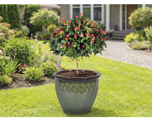 Ružový stromček v kvetináči na trávniku