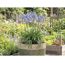 Kvitnúca Agapanthus v kvetináči v záhrade