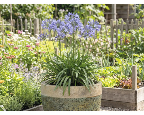 Kvitnúca Agapanthus v kvetináči v záhrade