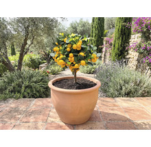 Mandarínkovník v kvetináči vonku