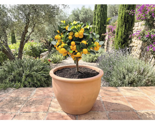 Mandarínkovník v kvetináči vonku