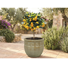 Kumquatový strom v kvetináči v záhrade