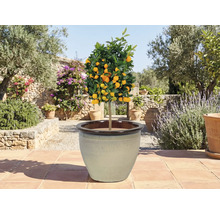 Citrusovník v kvetináči na terase